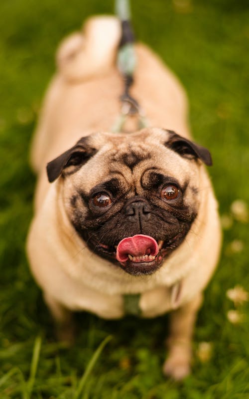 Puppy img